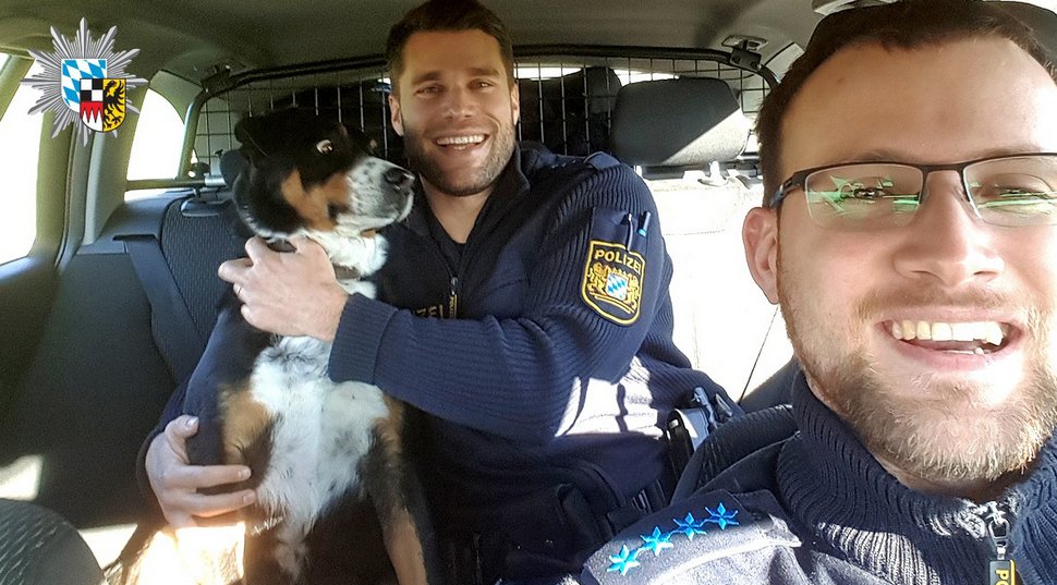 Ce chien qui s’est échappé de chez lui ne peut pas croire qu’il vient d’être « arrêté » par la police