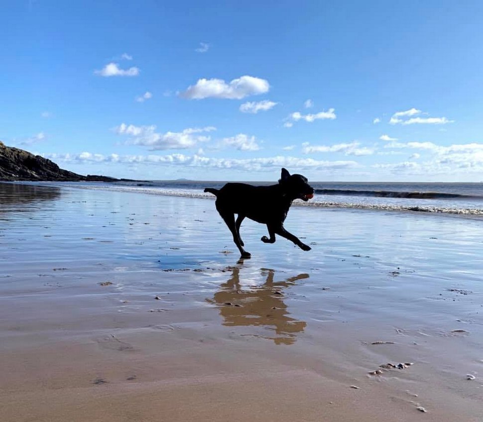Ce chien a eu la réaction la plus touchante en voyant le portrait de son frère décédé