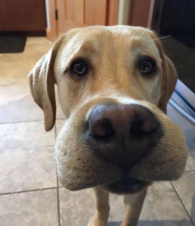 22 gentils chiens qui ont appris à la dure qu’il ne faut jamais embêter les abeilles ipnoze