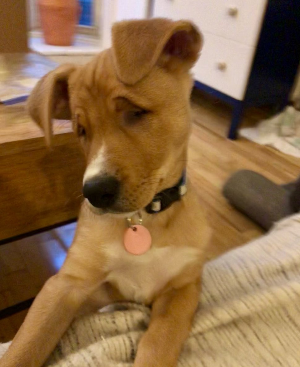 Cet adorable chiot errant est né avec les yeux plissés en permanence
