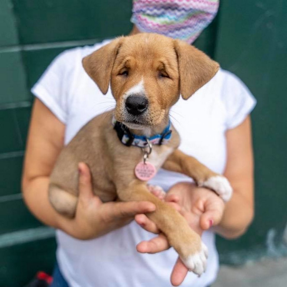 Cet adorable chiot errant est né avec les yeux plissés en permanence