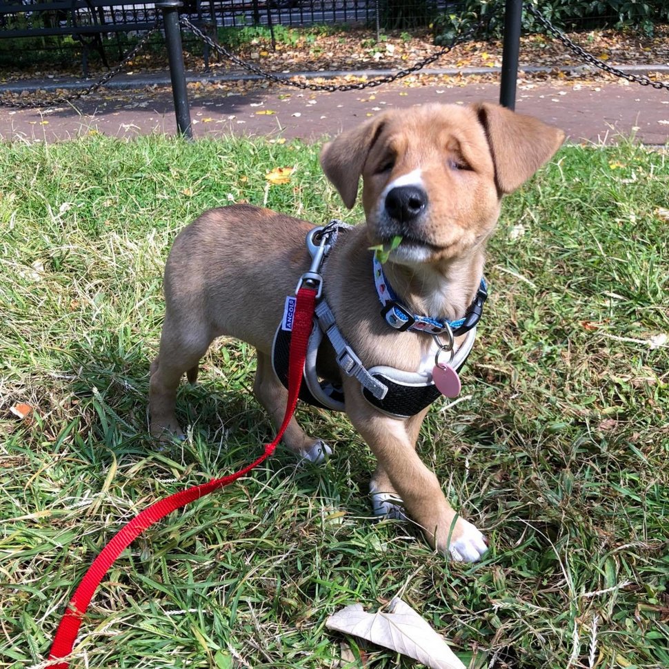 Cet adorable chiot errant est né avec les yeux plissés en permanence