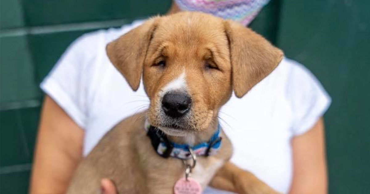 Cet adorable chiot errant est né avec les yeux plissés en permanence