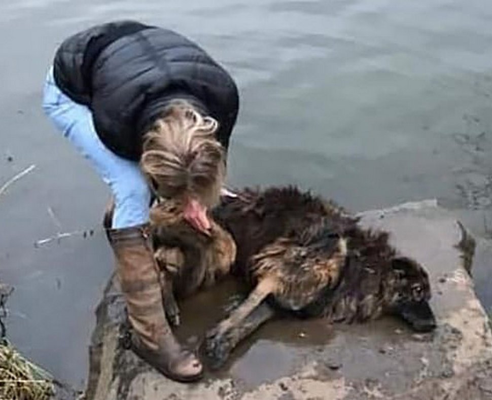 Une femme sauve une chienne qui a été attachée à une pierre et jetée dans une rivière gelée par sa propriétaire