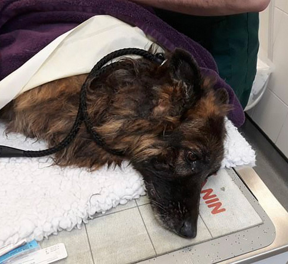 Une femme sauve une chienne qui a été attachée à une pierre et jetée dans une rivière gelée par sa propriétaire