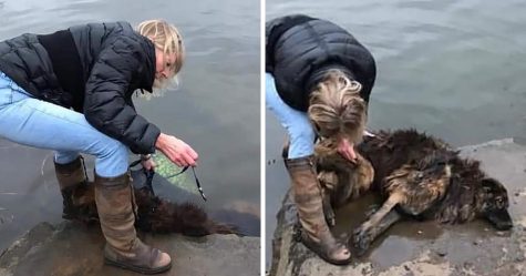 Une femme sauve une chienne qui a été attachée à une pierre et jetée dans une rivière gelée par sa propriétaire