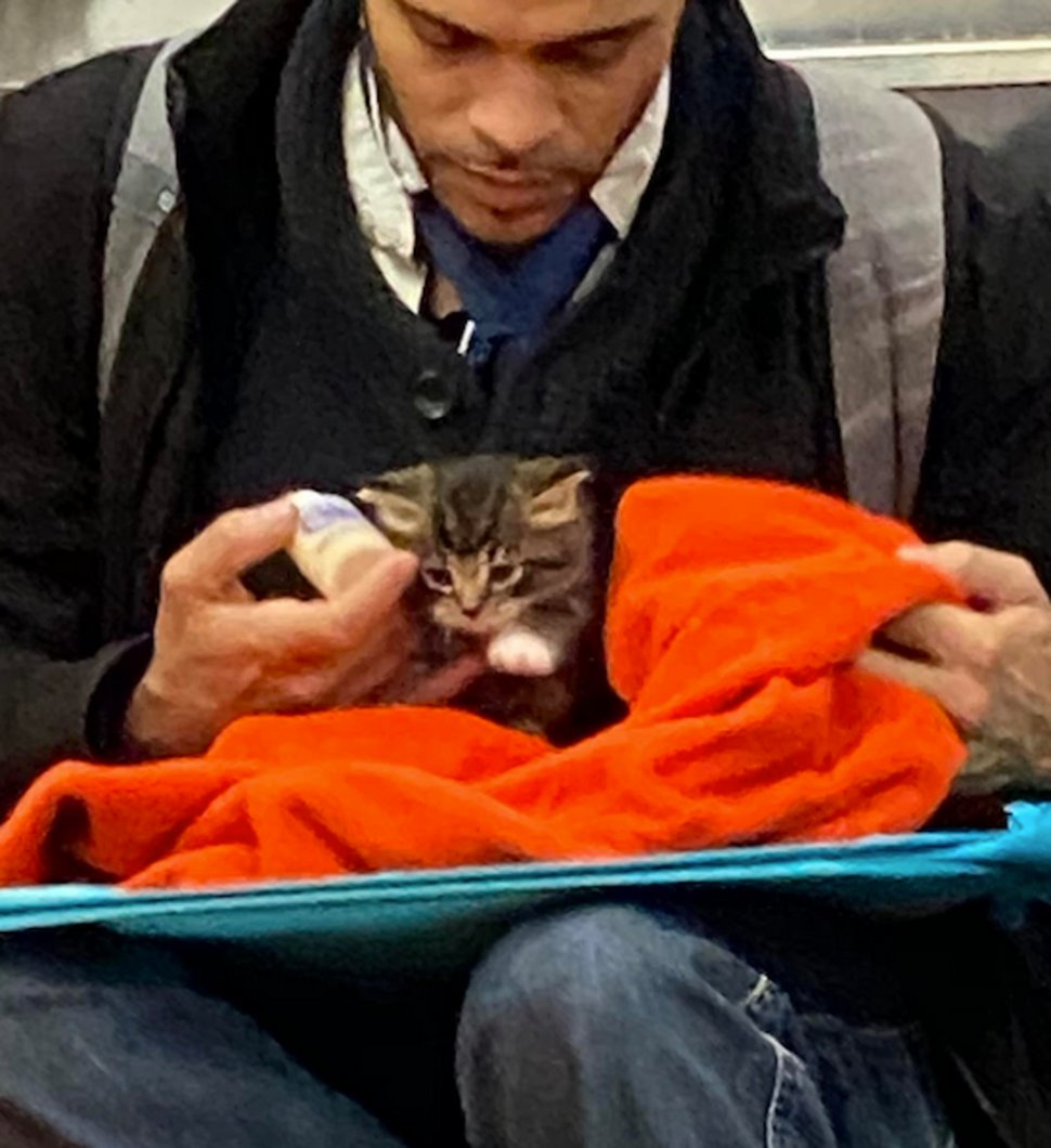 Un homme vu avec un minuscule chaton dans le métro redonne confiance aux gens en l’humanité ! Par Janvier Doyon Homme-avec-chaton-metro-gillian-rogers-002