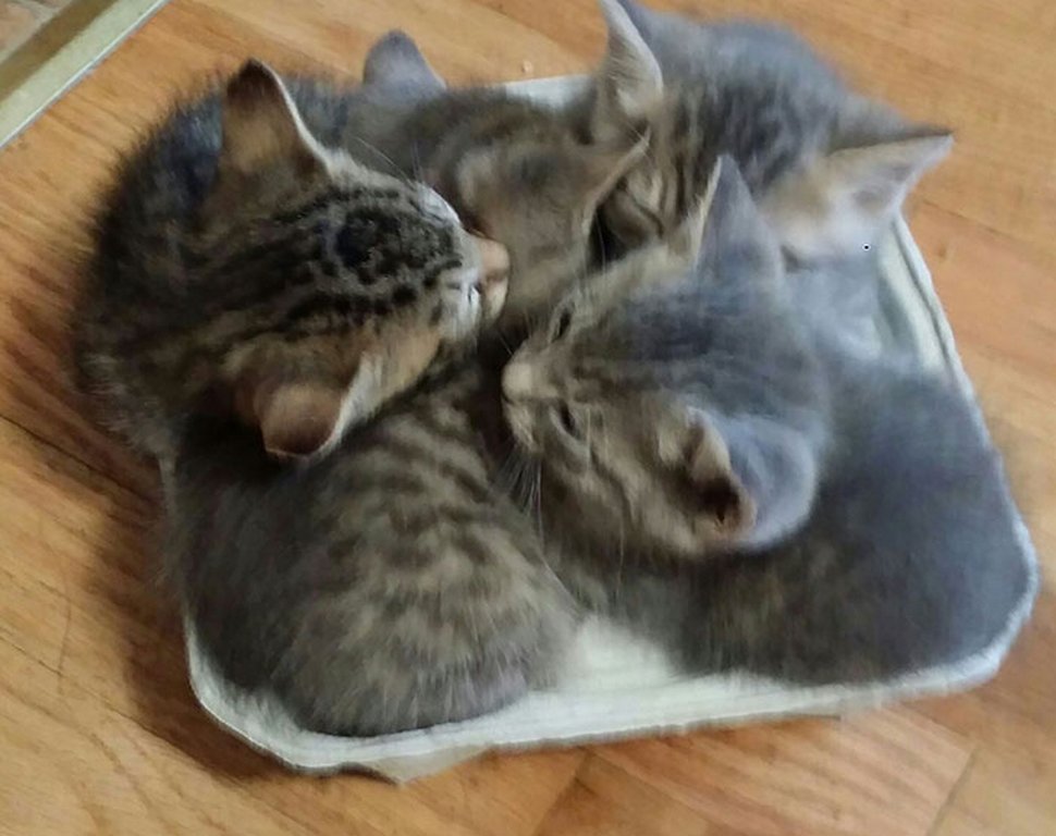 22 exemples amusants de lits de chats et de logique de chats