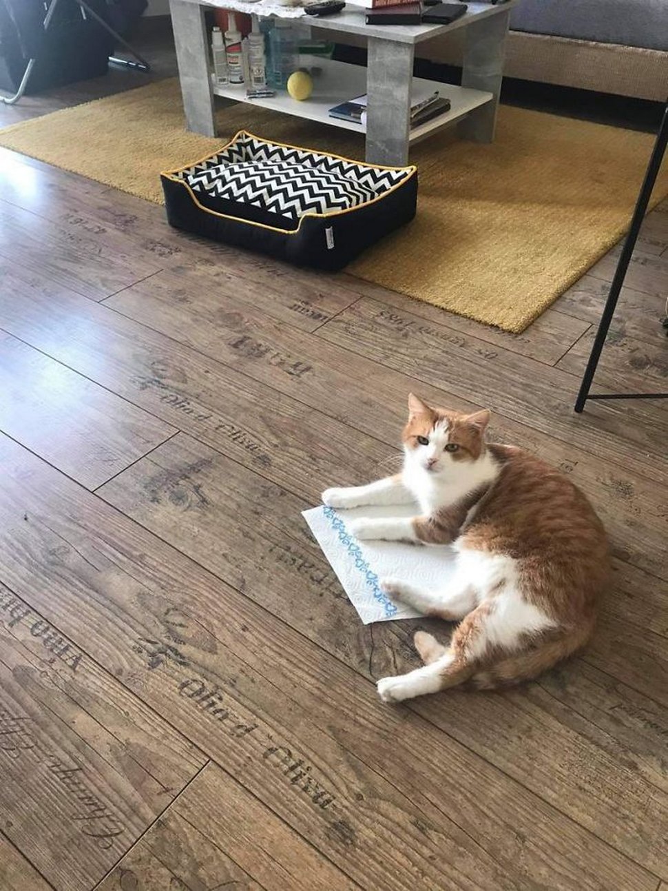 22 exemples amusants de lits de chats et de logique de chats