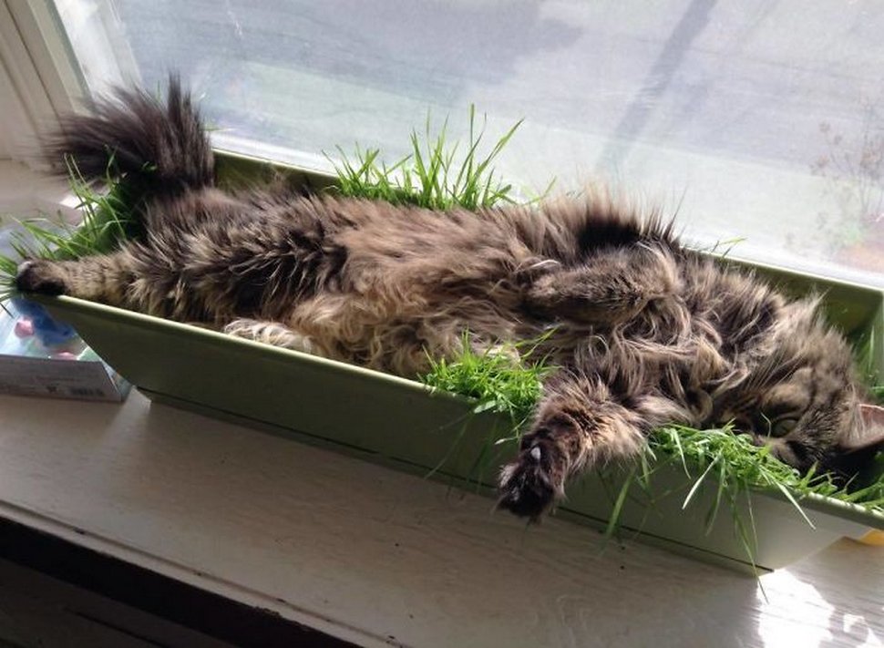 22 exemples amusants de lits de chats et de logique de chats