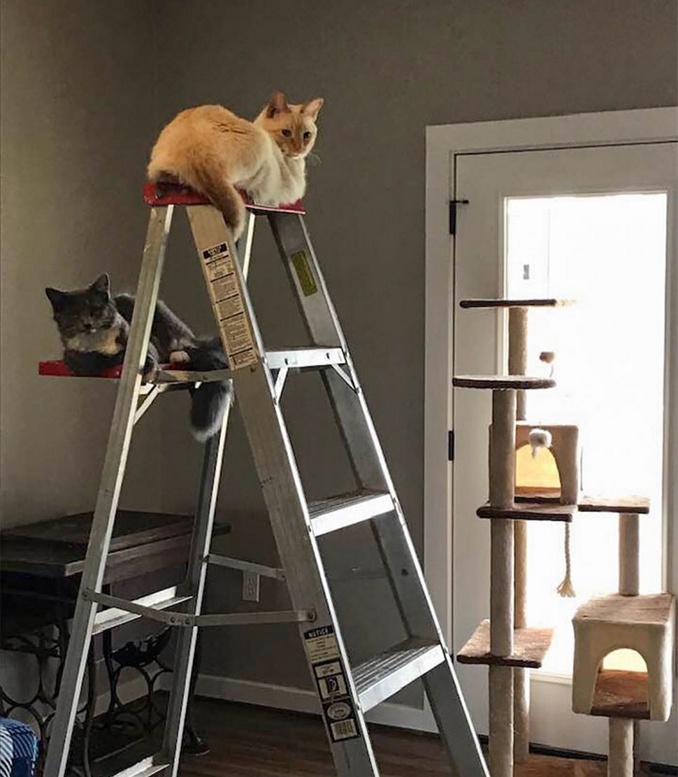 22 exemples amusants de lits de chats et de logique de chats