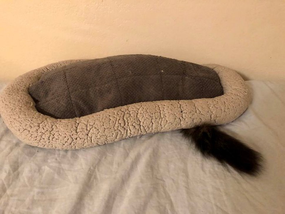 22 exemples amusants de lits de chats et de logique de chats