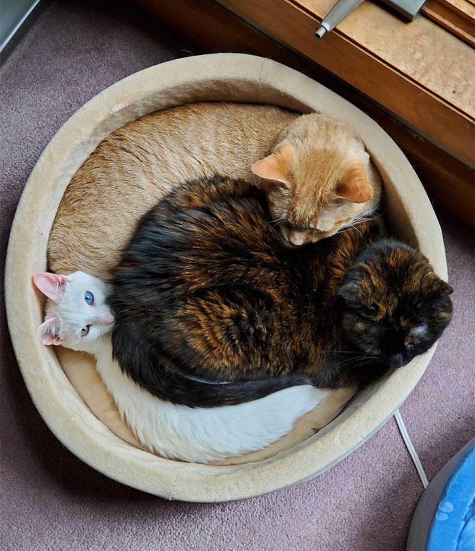 22 exemples amusants de lits de chats et de logique de chats