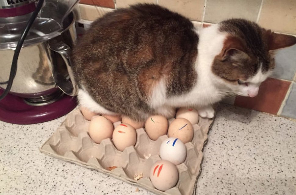 22 exemples amusants de lits de chats et de logique de chats
