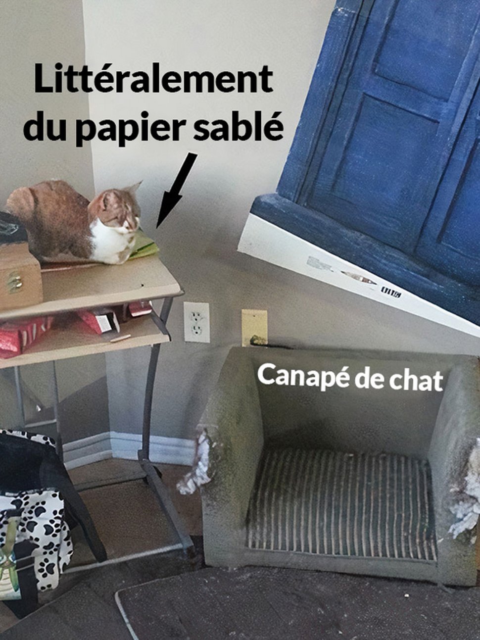 22 exemples amusants de lits de chats et de logique de chats