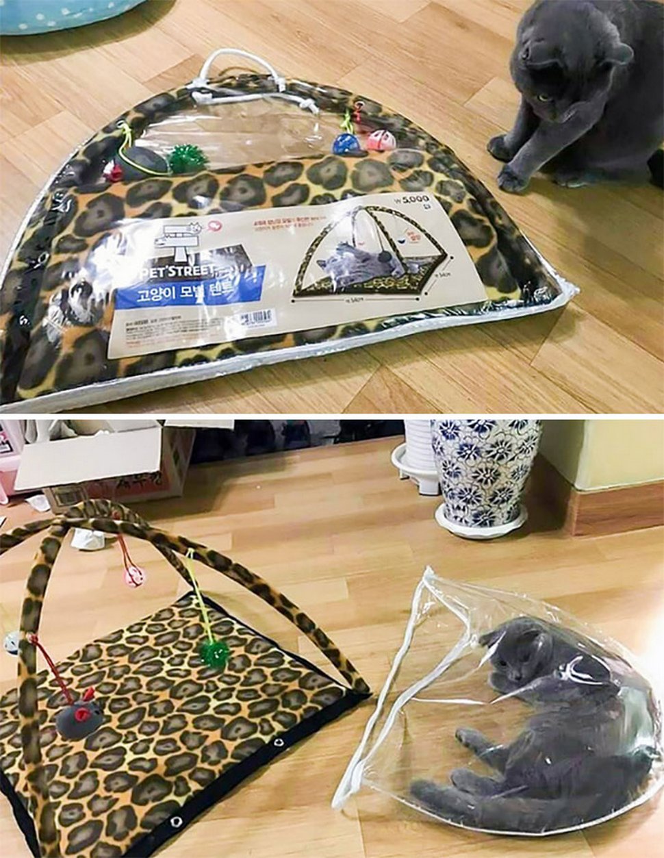 22 exemples amusants de lits de chats et de logique de chats