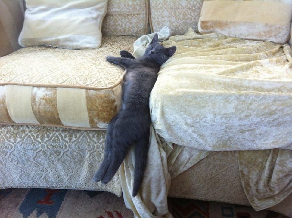 22 exemples amusants de lits de chats et de logique de chats