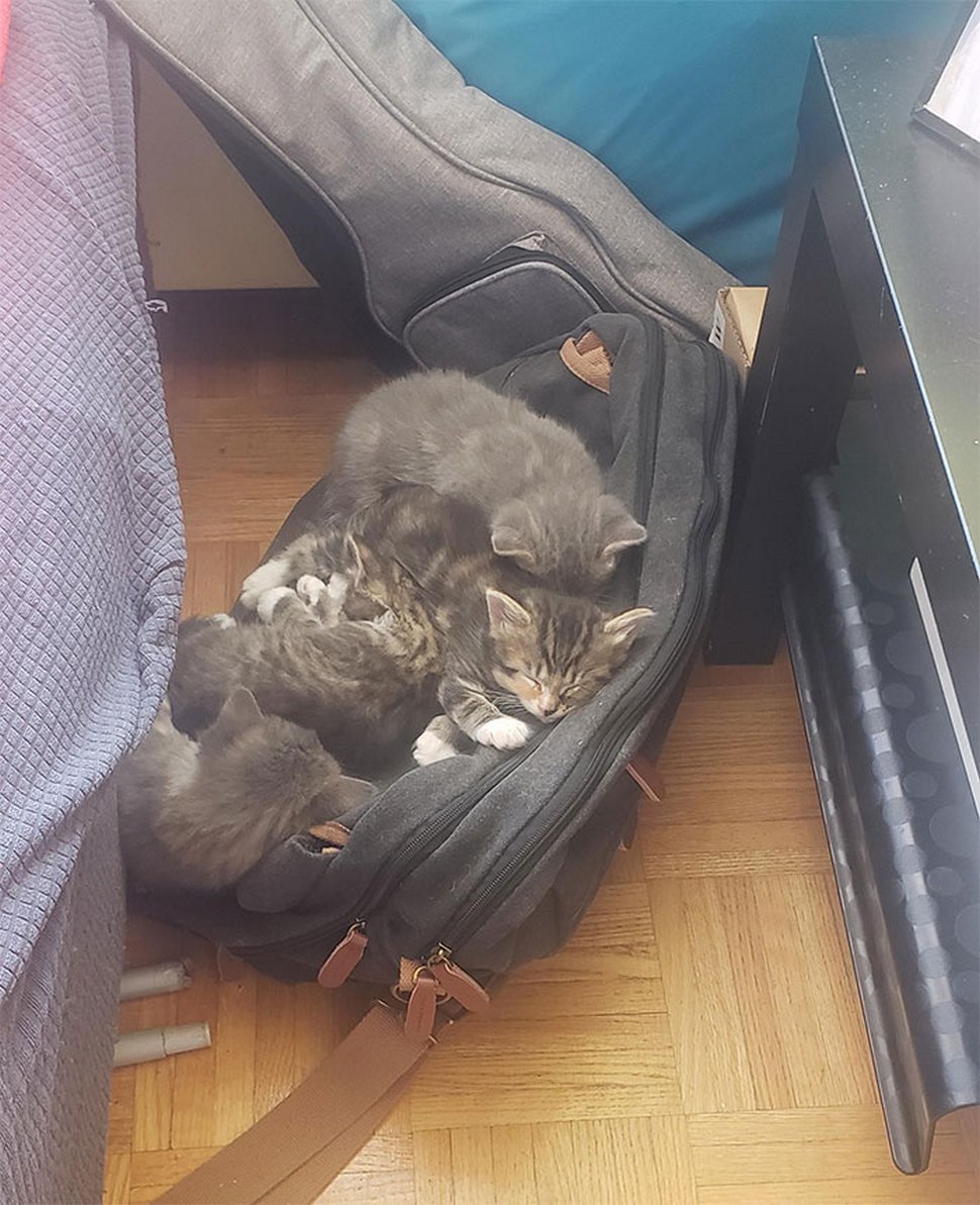 22 exemples amusants de lits de chats et de logique de chats