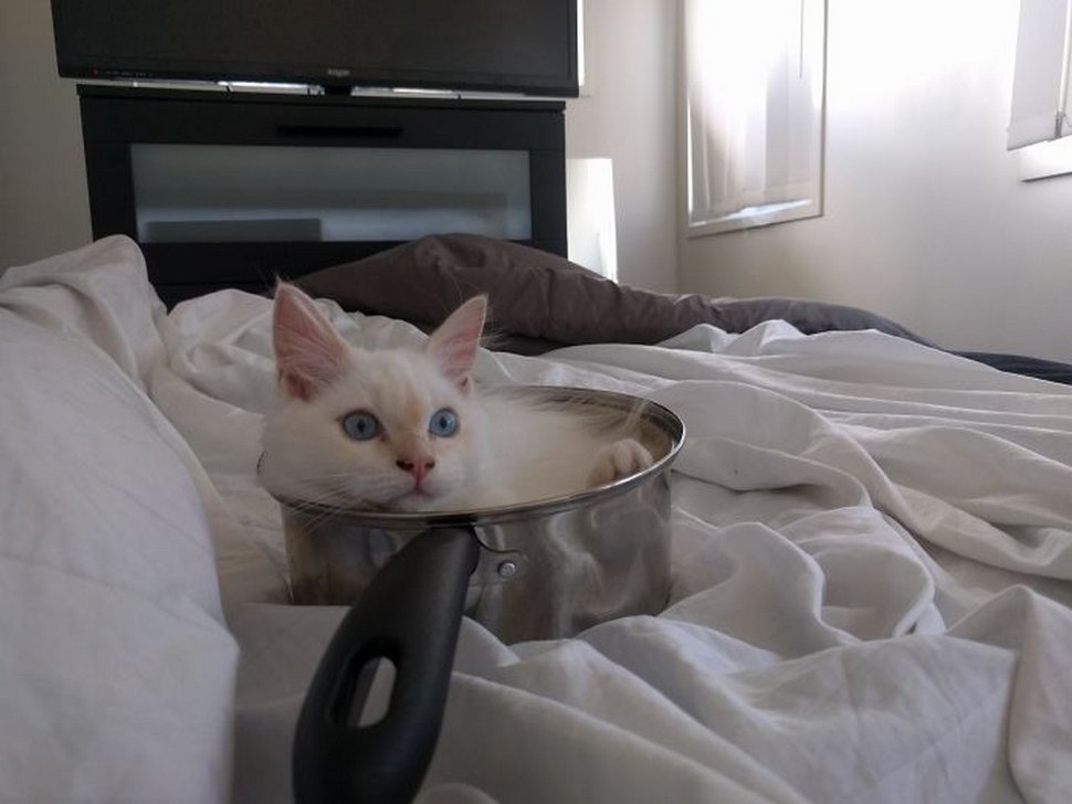 22 exemples amusants de lits de chats et de logique de chats