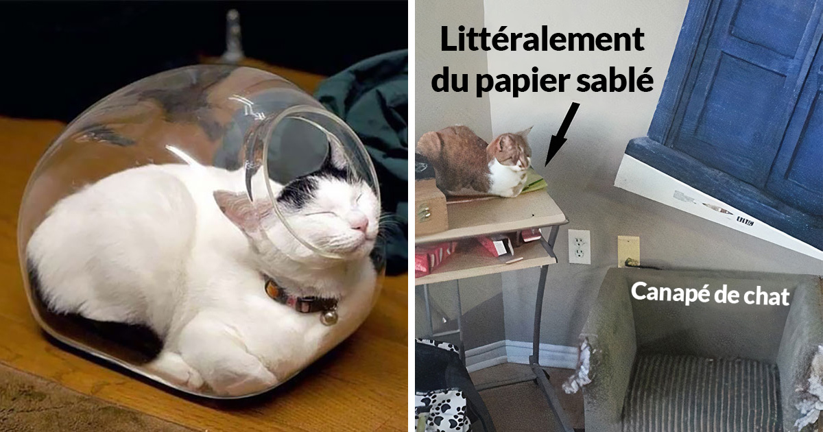 22 exemples amusants de lits de chats et de logique de chats