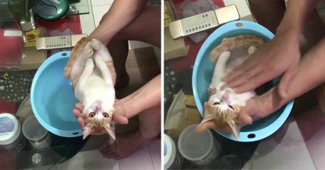 Ce grand-père montre à son fils comment donner le bain à un bébé en utilisant un chat comme exemple