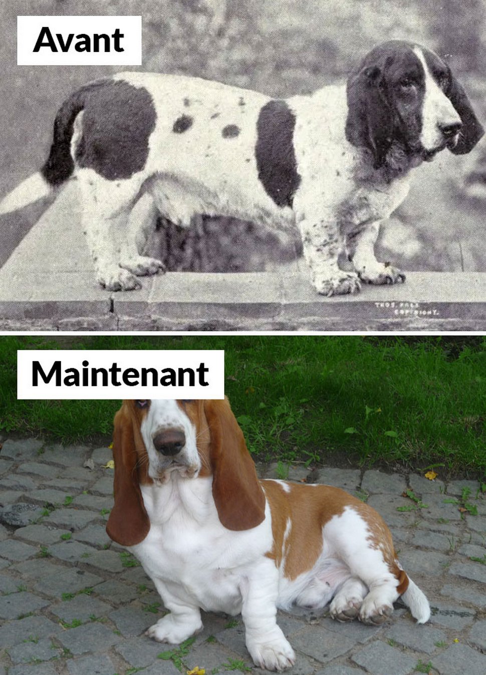 18 photos qui montrent les races de chiens d’aujourd’hui par rapport à 100 ans plus tôt