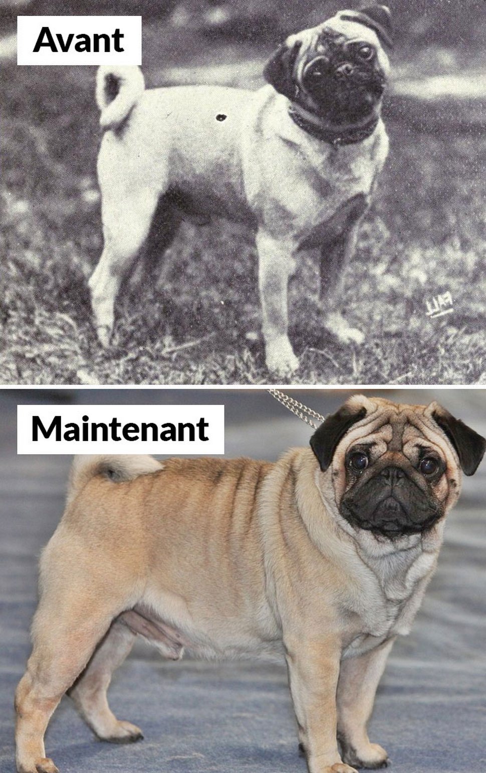 18 photos qui montrent les races de chiens d’aujourd’hui par rapport à 100 ans plus tôt
