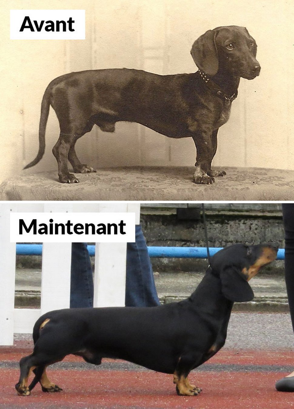 18 photos qui montrent les races de chiens d’aujourd’hui par rapport à 100 ans plus tôt