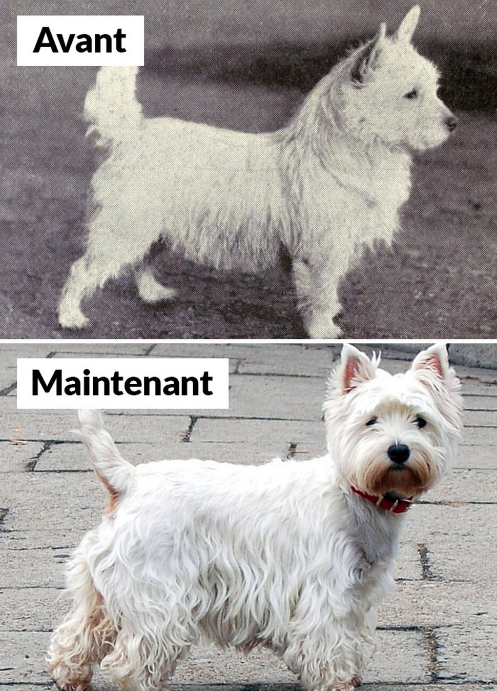 18 photos qui montrent les races de chiens d’aujourd’hui par rapport à 100 ans plus tôt