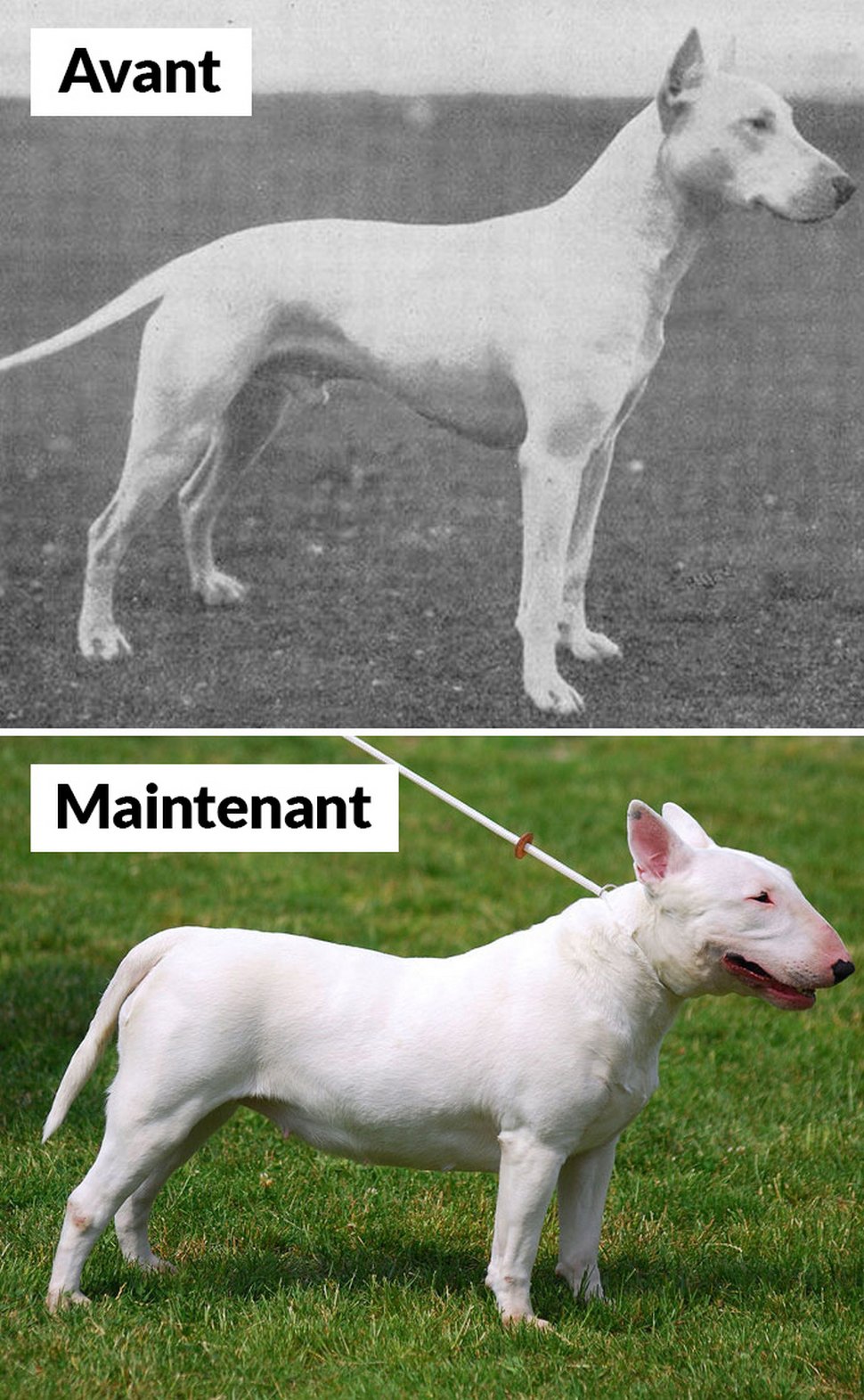 18 photos qui montrent les races de chiens d’aujourd’hui par rapport à 100 ans plus tôt