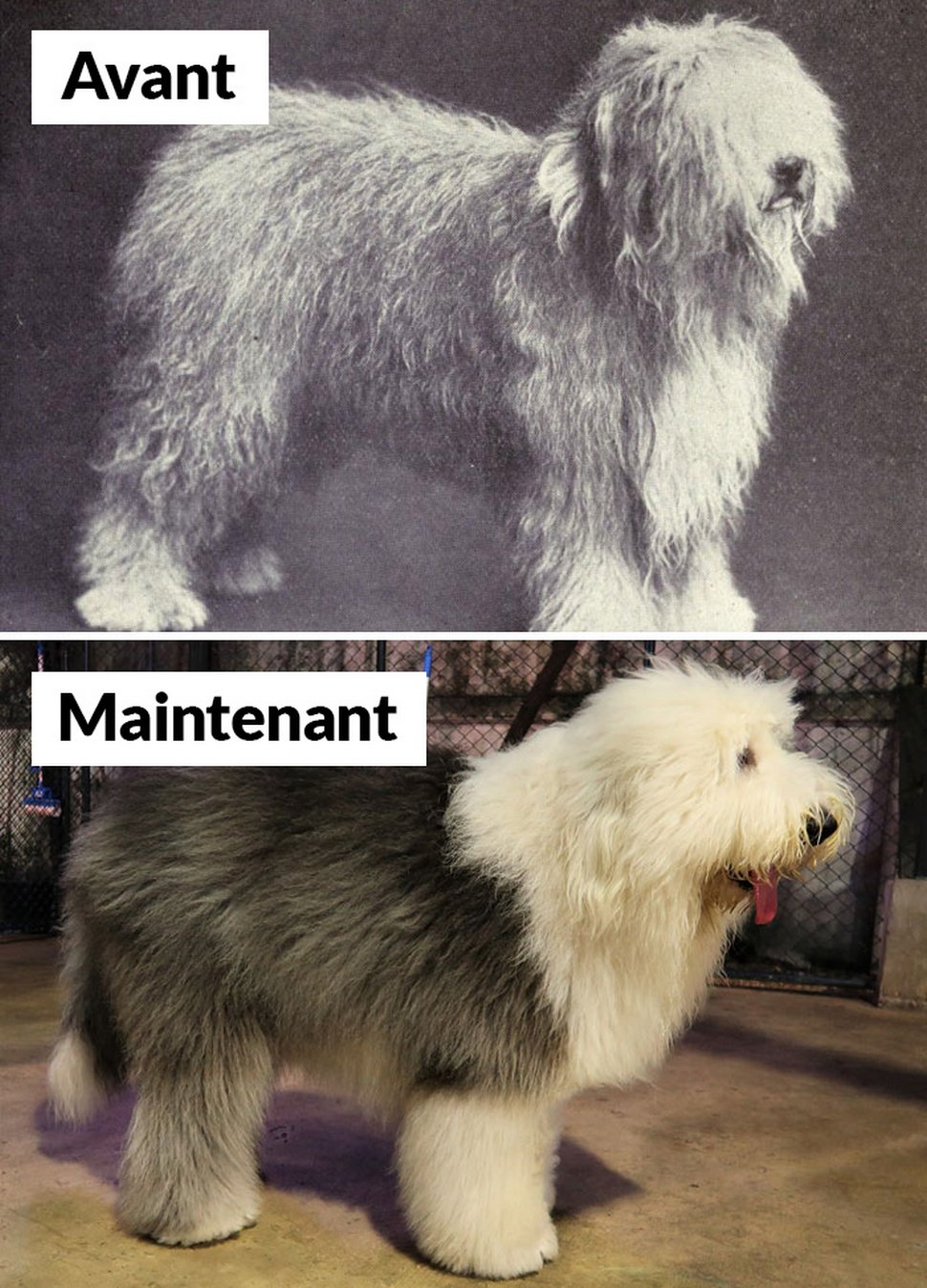 18 photos qui montrent les races de chiens d’aujourd’hui par rapport à 100 ans plus tôt