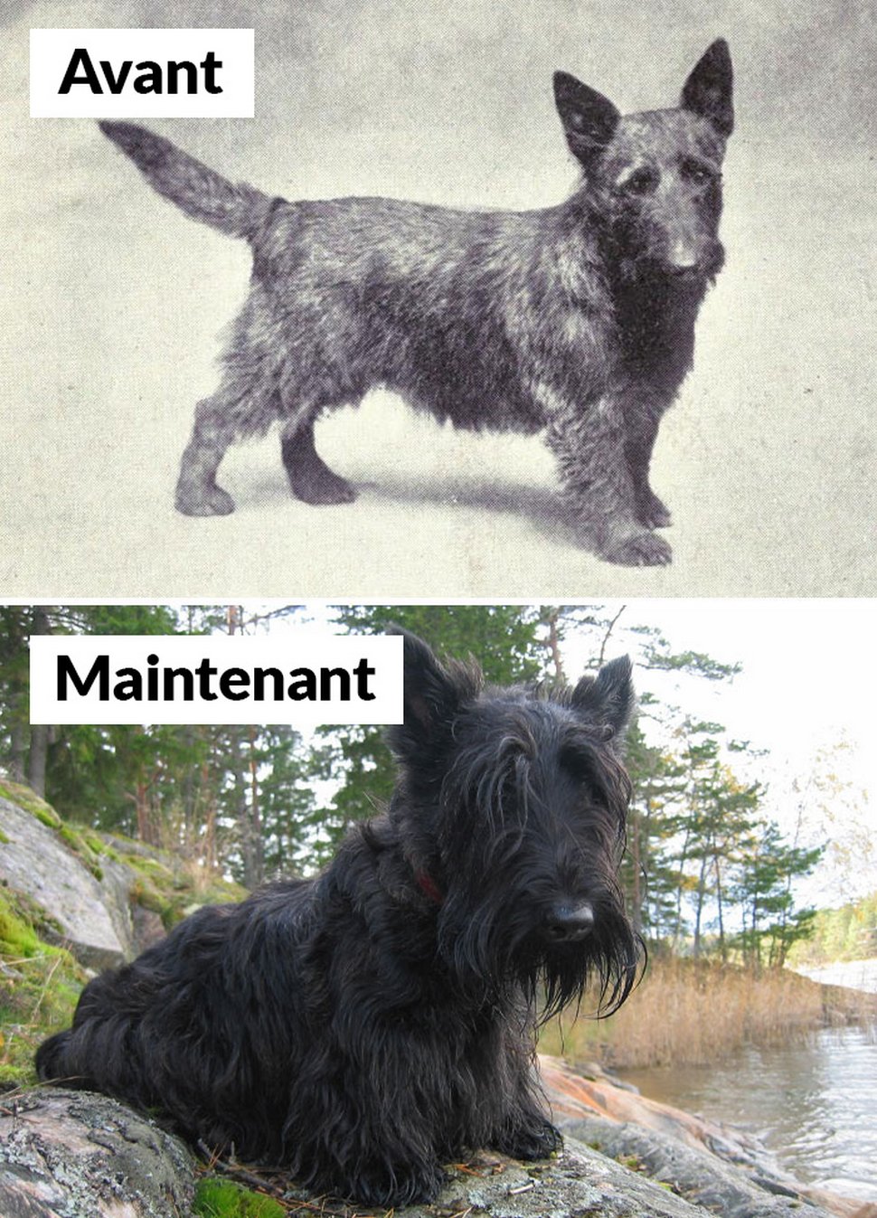18 photos qui montrent les races de chiens d’aujourd’hui par rapport à 100 ans plus tôt