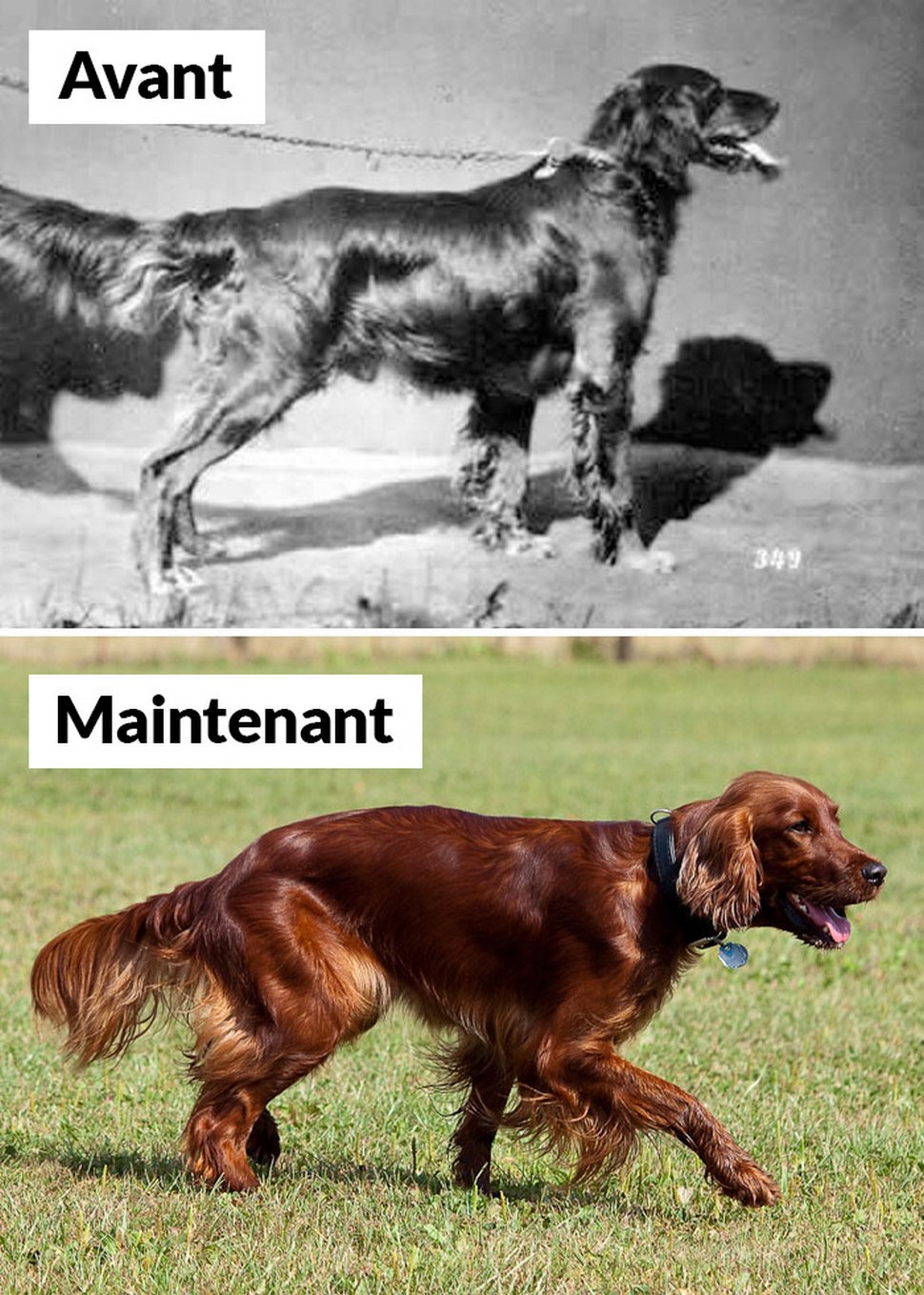 18 photos qui montrent les races de chiens d’aujourd’hui par rapport à 100 ans plus tôt