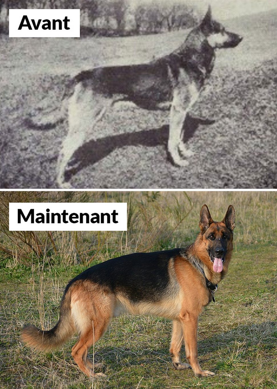 18 photos qui montrent les races de chiens d’aujourd’hui par rapport à 100 ans plus tôt