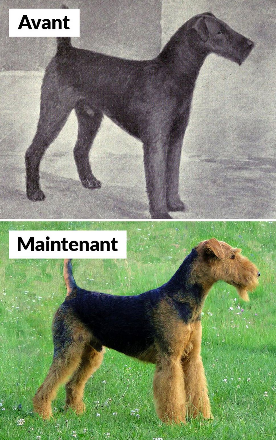 18 photos qui montrent les races de chiens d’aujourd’hui par rapport à 100 ans plus tôt