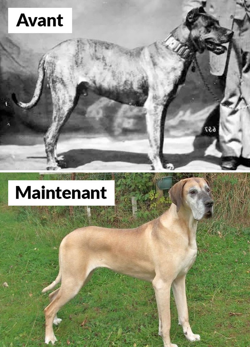 18 photos qui montrent les races de chiens d’aujourd’hui par rapport à 100 ans plus tôt