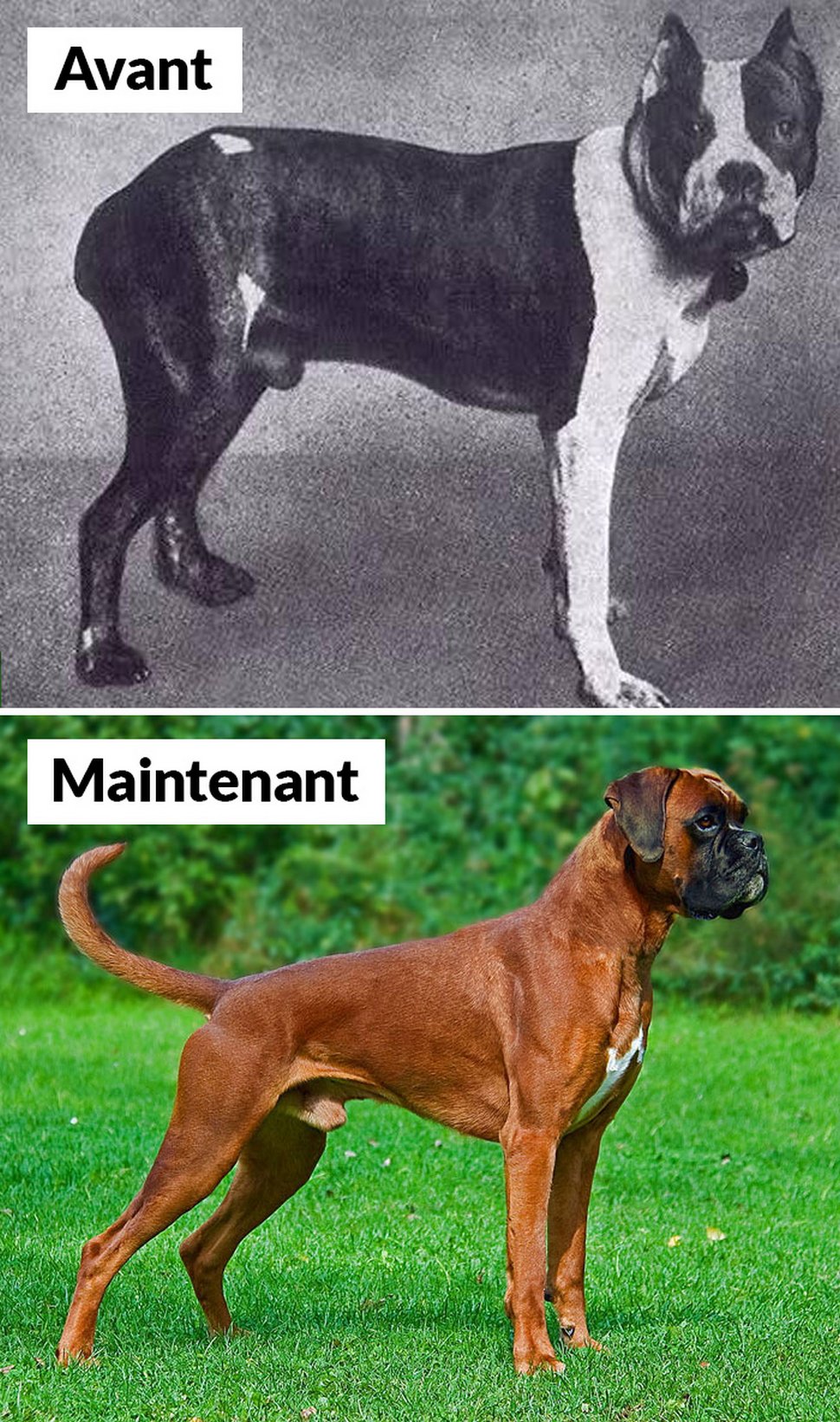 18 photos qui montrent les races de chiens d’aujourd’hui par rapport à 100 ans plus tôt