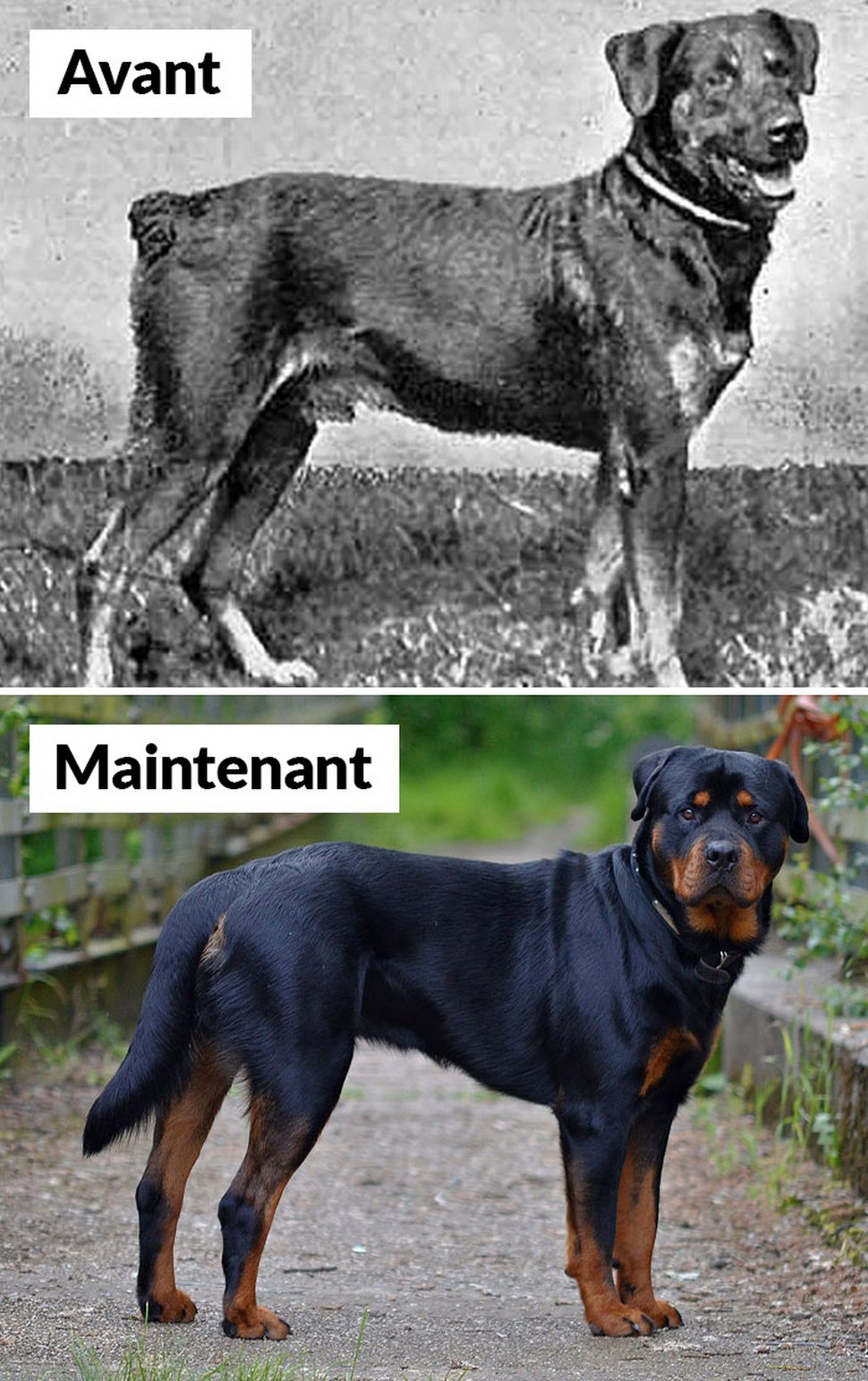 18 photos qui montrent les races de chiens d’aujourd’hui par rapport à 100 ans plus tôt