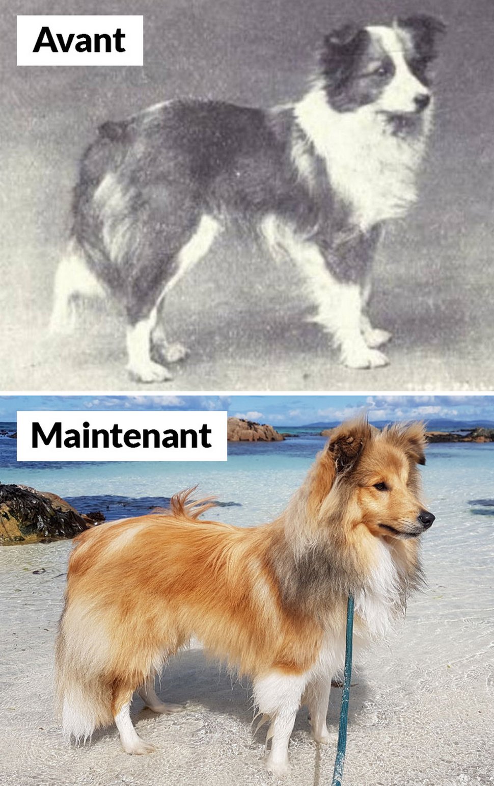 18 photos qui montrent les races de chiens d’aujourd’hui par rapport à 100 ans plus tôt