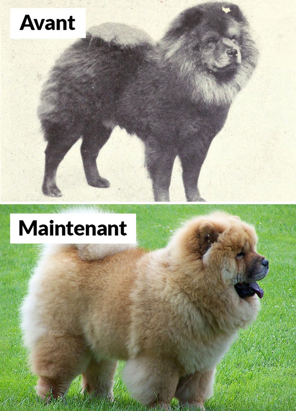 18 photos qui montrent les races de chiens d’aujourd’hui par rapport à 100 ans plus tôt
