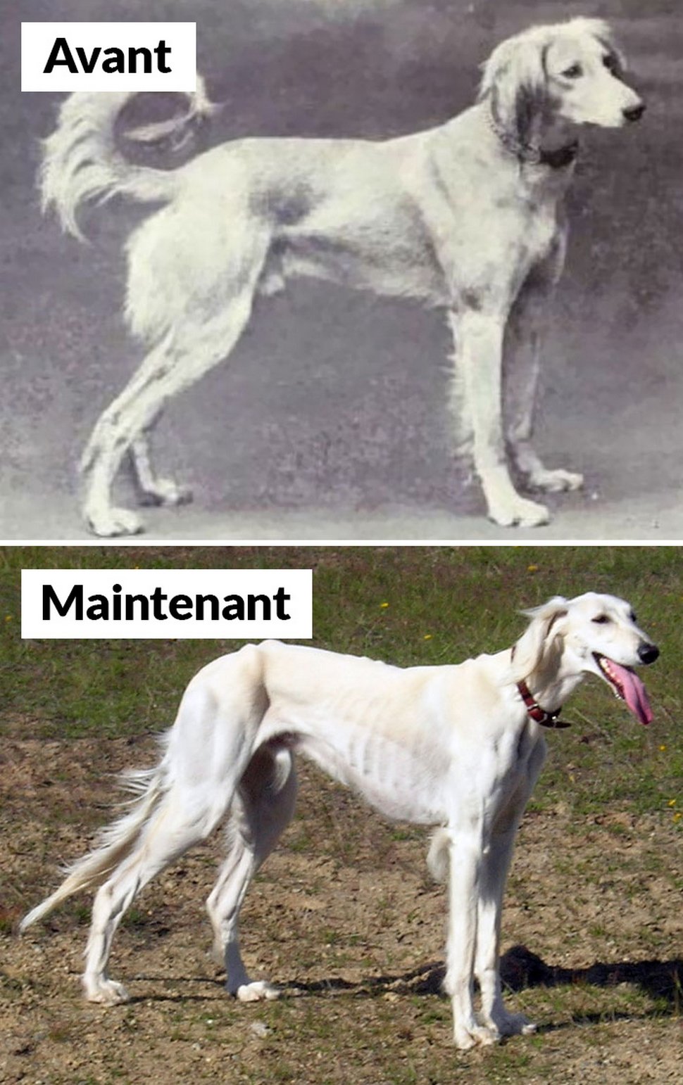18 photos qui montrent les races de chiens d’aujourd’hui par rapport à 100 ans plus tôt