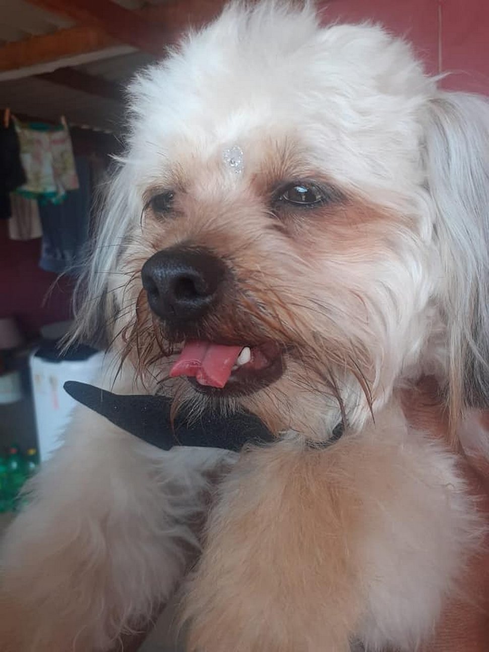 Un toiletteur a coupé la langue d’un chien par mégarde pendant une coupe de poils