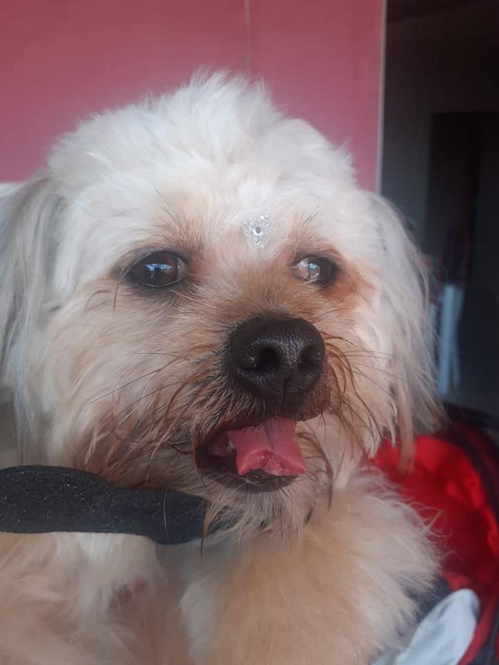 Un toiletteur a coupé la langue d’un chien par mégarde pendant une coupe de poils