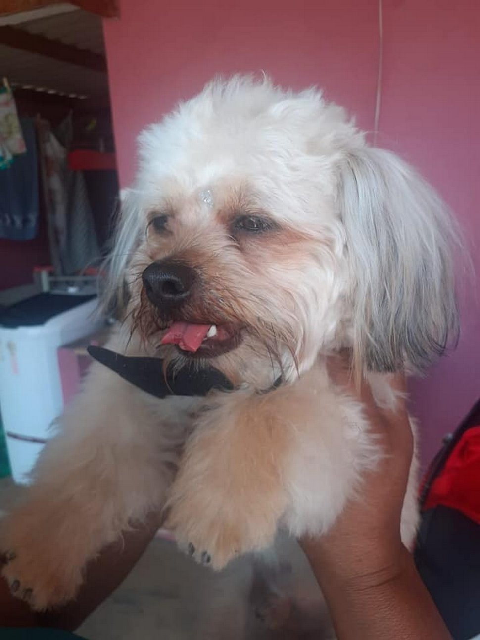 Un toiletteur a coupé la langue d’un chien par mégarde pendant une coupe de poils