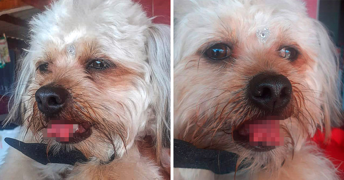 Un toiletteur a coupé la langue d&#8217;un chien par mégarde pendant une coupe de poils