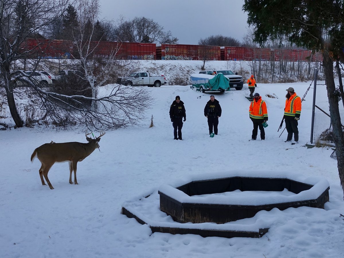 Ce cerf qui visite une ville à Noël chaque année est revenu avec une flèche dans la tête