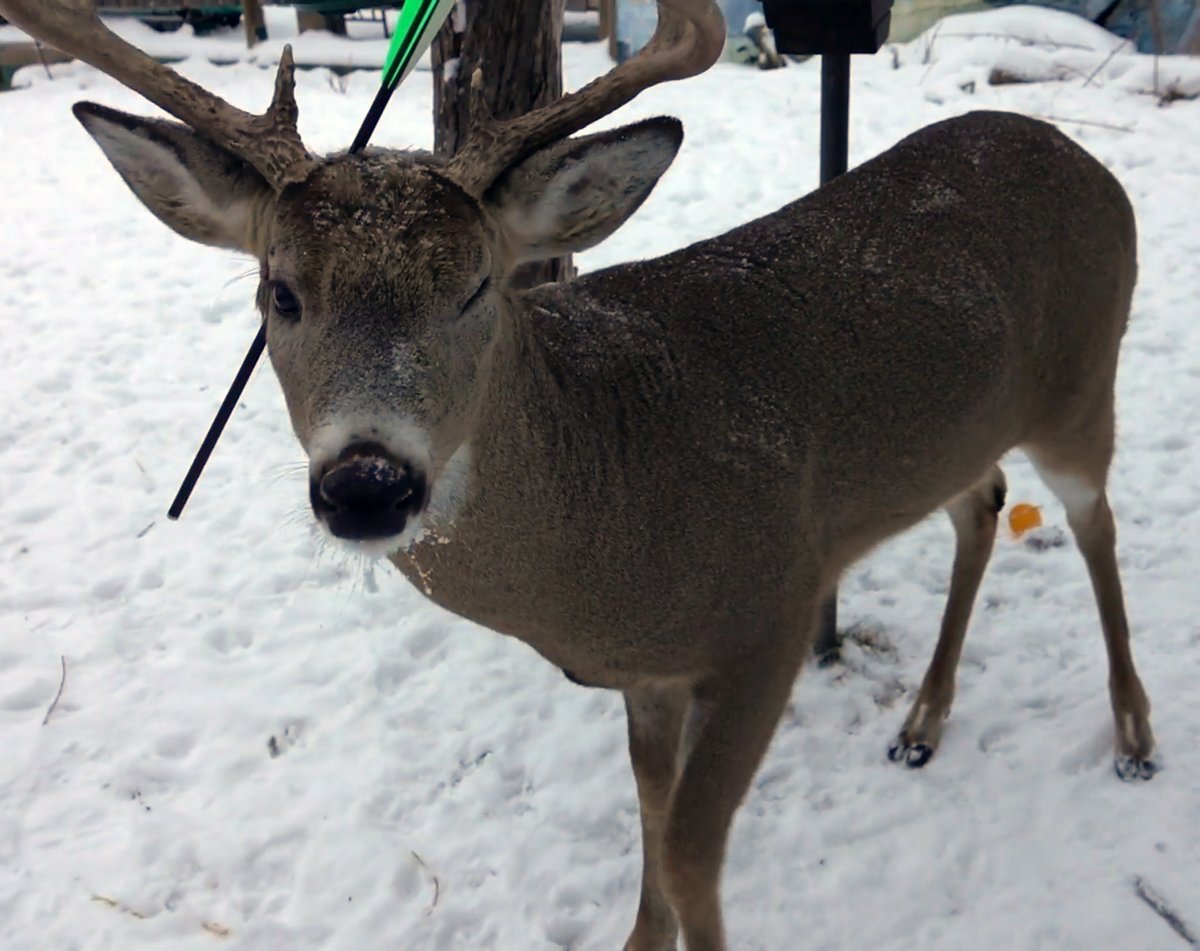 Ce cerf qui visite une ville à Noël chaque année est revenu avec une flèche dans la tête
