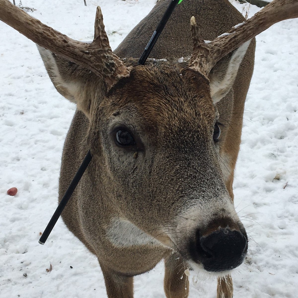 Ce cerf qui visite une ville à Noël chaque année est revenu avec une flèche dans la tête