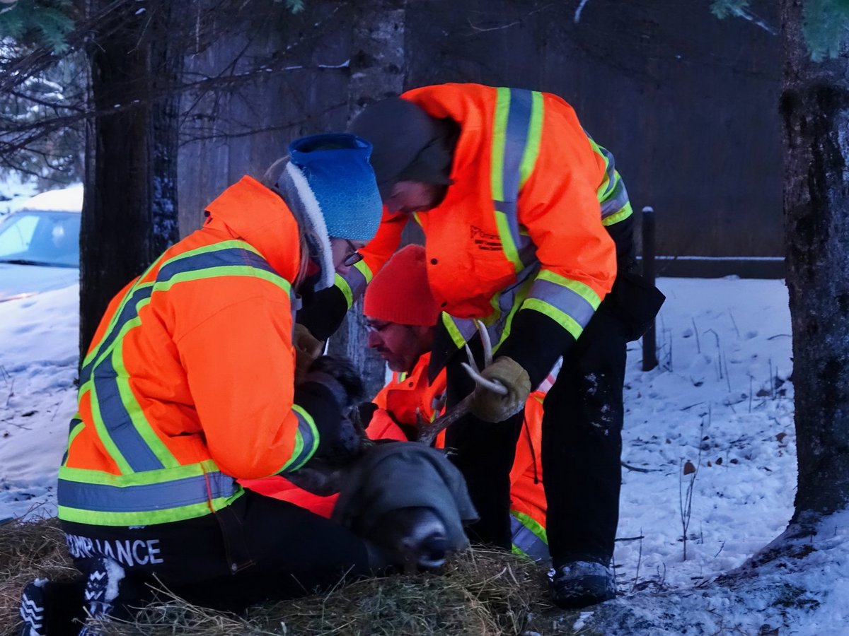 Ce cerf qui visite une ville à Noël chaque année est revenu avec une flèche dans la tête