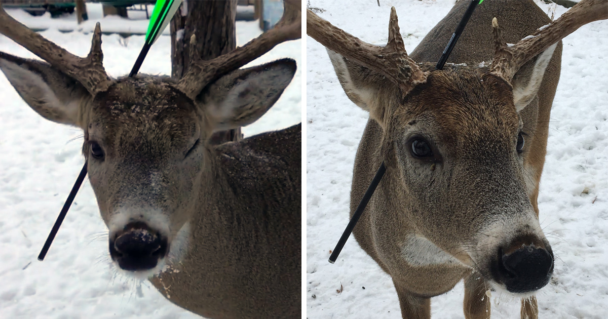 Ce cerf qui visite une ville à Noël chaque année est revenu avec une flèche dans la tête